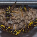 photos/Microcosme animal/BLU_5935.jpg