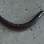 photos/Microcosme animal/BLU_5944.jpg