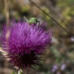 photos/Microcosme animal/BLU_6497.jpg