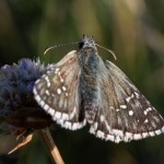 photos/Microcosme animal/BLU_6728.jpg