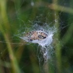 photos/Microcosme animal/BLU_6780.jpg