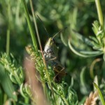 photos/Microcosme animal/BLU_6781.jpg