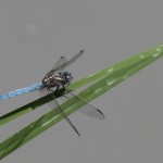 photos/Microcosme animal/BLU_7849.jpg