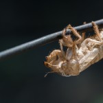 photos/Microcosme animal/BLU_7877.jpg