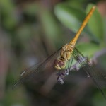 photos/Microcosme animal/BLU_7891.jpg