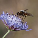 photos/Microcosme animal/BLU_7911.jpg