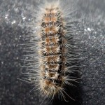 photos/Microcosme animal/IMG_6346.jpg