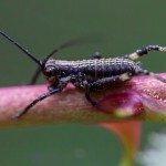 photos/Microcosme animal/IMG_6446.jpg