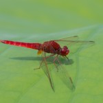 photos/Microcosme animal/IMG_6621.jpg