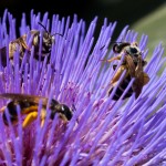 photos/Microcosme animal/IMG_7018.jpg