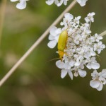 photos/Microcosme animal/IMG_7211.jpg