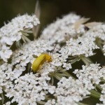 photos/Microcosme animal/IMG_7213.jpg