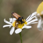 photos/Microcosme animal/IMG_7225.jpg