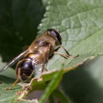 photos/Microcosme animal/IMG_7260.jpg