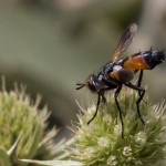 photos/Microcosme animal/IMG_7665.jpg