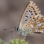 photos/Microcosme animal/IMG_7672.jpg