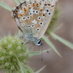 photos/Microcosme animal/IMG_7678.jpg