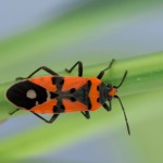 photos/Microcosme animal/IMG_7784.jpg