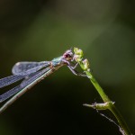 photos/Microcosme animal/IMG_7883.jpg