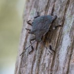 photos/Microcosme animal/IMG_7971.jpg