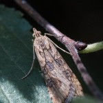 photos/Microcosme animal/IMG_7977.jpg