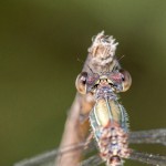 photos/Microcosme animal/IMG_8024.jpg