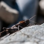 photos/Microcosme animal/MOU_7324.jpg