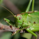 photos/Microcosme animal/MOU_7347.jpg