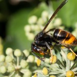 photos/Microcosme animal/MOU_7371.jpg