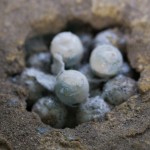 photos/Microcosme animal/P1040255.jpg