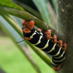 photos/Microcosme animal/P1040459.jpg