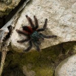 photos/Microcosme animal/P1040468.jpg