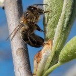 photos/Microcosme animal/_BLU1114.jpg